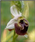 Ophrys parvimaculata